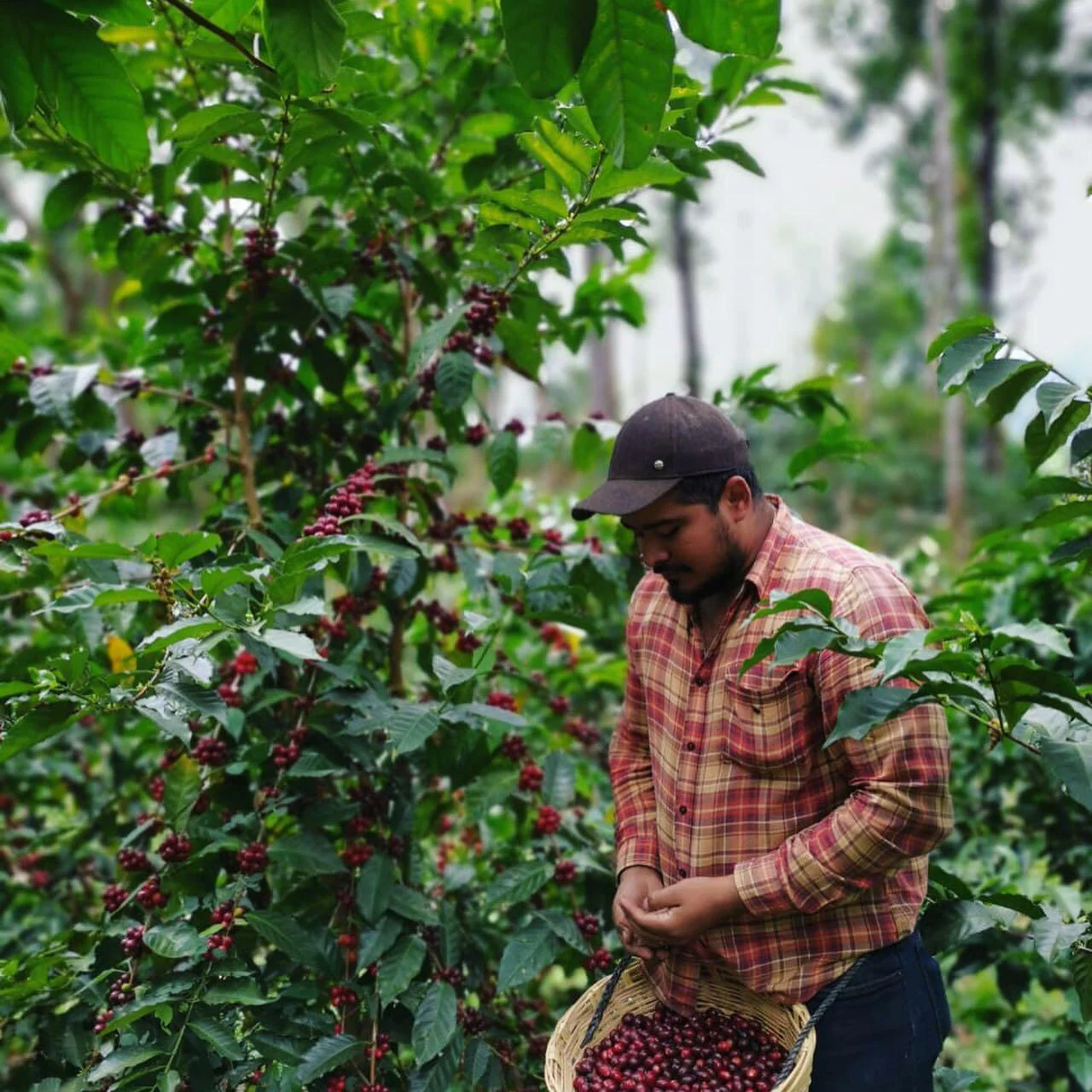 José Argüello - Productor